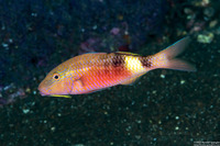 Parupeneus multifasciatus (Manybar Goatfish)