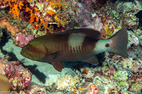 Gracila albomarginata (Masked Grouper)