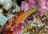 Pseudocheilinus octotaenia (Eightline Wrasse)