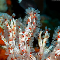 Filogranella elatensis (Delicate Tube Worm)
