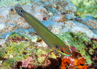 Halichoeres melasmapomus (Black-Eared Wrasse)