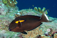 Acanthurus olivaceus (Orangeband Surgeonfish)