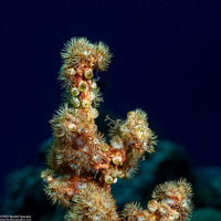 Acrozoanthus australiae (Stick Anemone)