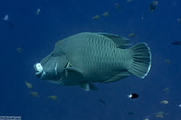 Cheilinus undulatus (Humphead Wrasse)