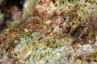 Helcogramma chica (Little Hooded Triplefin)