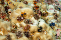 Spirobranchus sp.1 (Christmas Tree Worm)