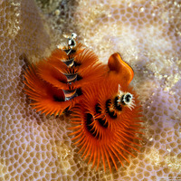 Spirobranchus sp.1 (Christmas Tree Worm)