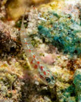 Eviota melasma (Melasma Dwarfgoby)