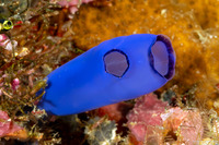 Rhopalaea sp.2 (Rhopalaea sp.2)