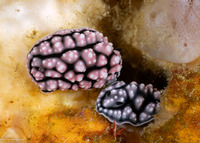 Phyllidiella cooraburrama (Phyllidiella Cooraburrama)