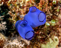 Rhopalaea sp.2 (Rhopalaea sp.2)