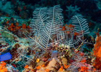 Macrorhynchia phoenicea (Macrorhynchia Phoenicea)