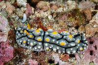 Phyllidia elegans (Elegant Phyllidia)