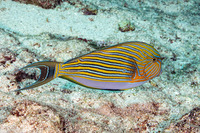 Acanthurus lineatus (Striped Surgeonfish)
