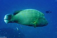 Cheilinus undulatus (Humphead Wrasse)