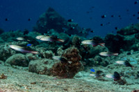 Ptereleotris evides (Twotone Dartfish)