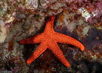 Fromia milleporella (Thousand-Pores Sea Star)