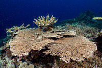 Acropora clathrata (Lattice Table Coral)