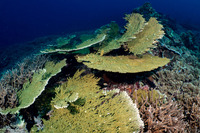 Acropora hyacinthus (Hyacinth Table Coral)