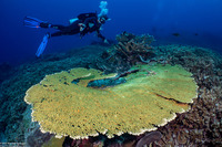 Acropora hyacinthus (Hyacinth Table Coral)