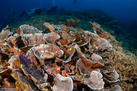 Echinopora lamellosa (Folded Echinopora)