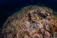 Echinopora lamellosa (Folded Echinopora)