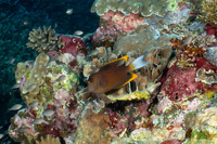 Ctenochaetus tominiensis (Tomini Bristletooth)