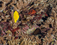 Forcipiger flavissimus (Common Longnose Butterflyfish)