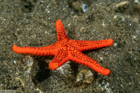 Fromia milleporella (Thousand-Pores Sea Star)