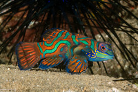 Synchiropus splendidus (Mandarinfish)