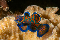 Synchiropus splendidus (Mandarinfish)
