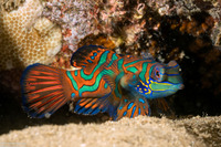 Synchiropus splendidus (Mandarinfish)