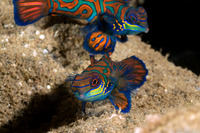 Synchiropus splendidus (Mandarinfish)
