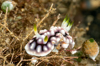 Goniobranchus geometricus (Geometric Chromodoris)
