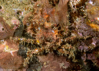 Pseudopalicus sp.1 (White-Spotted Pseudopalicus)