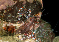 Stenopus hispidus (Banded Coral Shrimp)