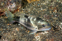 Pentapodus trivittatus (Three-Striped Whiptail)