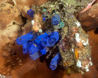 Rhopalaea sp.2 (Rhopalaea sp.2)