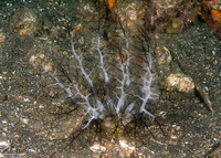 Massinium magnum (Magnum Sea Cucumber)