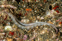 Corythoichthys haematopterus (Reeftop Pipefish)
