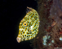 Aluterus scriptus (Scrawled Filefish)
