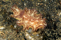 Discodoris boholiensis (Bohol Discodoris)