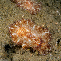 Discodoris boholiensis (Bohol Discodoris)