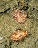 Discodoris boholiensis (Bohol Discodoris)