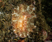 Discodoris boholiensis (Bohol Discodoris)