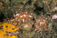 Discodoris boholiensis (Bohol Discodoris)