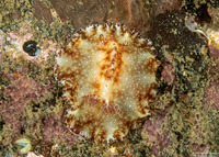Discodoris boholiensis (Bohol Discodoris)