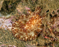 Discodoris boholiensis (Bohol Discodoris)