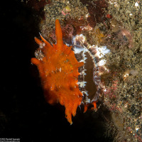 Spondylus squamosus (Scaly Thorny Oyster)