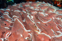 Euapta sp.2 (Euapta sp.2)